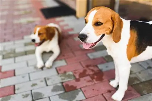 Epagneul Breton, Brittany Spaniel och Beagle hund_Przemek Iciak_shutterstock