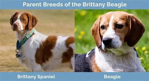 Föräldraraser av Brittany Beagle