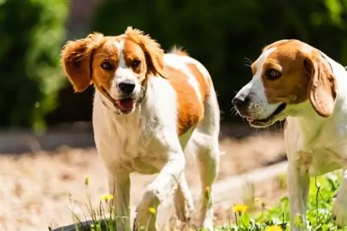 Bretagne-Hund und Beagle-Hund zusammen an einem sonnigen, heißen Tag_Przemek Iciak_shutterstock