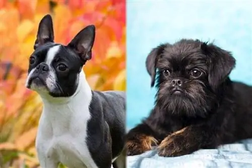 Brusston (Bryussel Griffon & Boston Terrier Mix) Ma'lumot, rasmlar, xususiyatlar