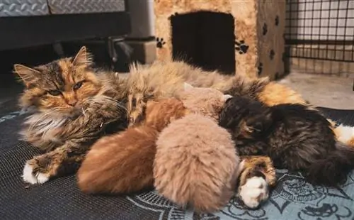 10 Pinakamahusay na Pagkain ng Pusa para sa mga Nursing Mother Cats sa Canada – 2023 Mga Review & Mga Nangungunang Pinili