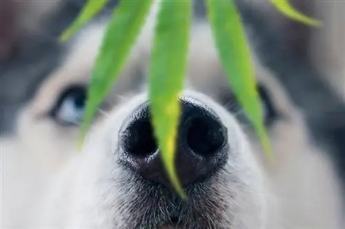 Husky-Hund schnüffelt an einem Blatt Marihuana_Anton Watman_shutterstock