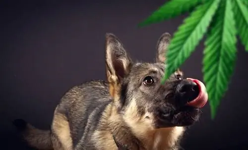 Chien reniflant une feuille de marijuana_sandis_sveicers_shutterstock