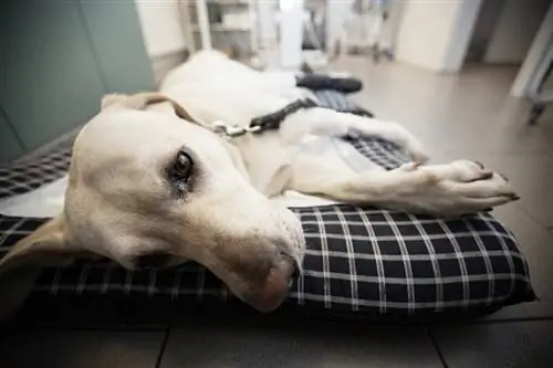 Labrador retriever malade dans une clinique vétérinaire_jaromir chalabala_shutterstock