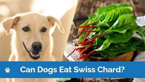 สุนัขกิน Swiss Chard ได้ไหม? สัตวแพทย์อนุมัติข้อเท็จจริง & เคล็ดลับ