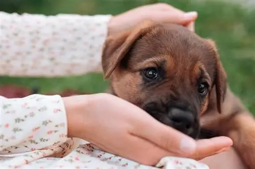 cachorro marrom e preto comendo na mão de uma mulher