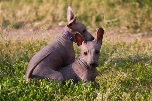 cachorros xoloitzcuintle