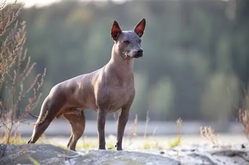 Xoloitzcuintle de pie sobre un paisaje natural