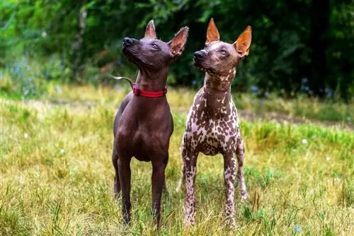 Xoloitzcuintle معلومات سلالة الكلاب: الصور ، الخصائص & حقائق