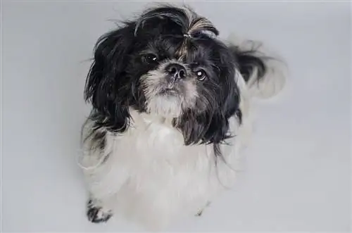 Auss-Tzu (austrálsky ovčiak & Shih-Tzu Mix) Informácie, obrázky, fakty