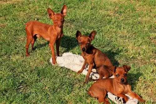 Cuccioli di razza di cane Chipin