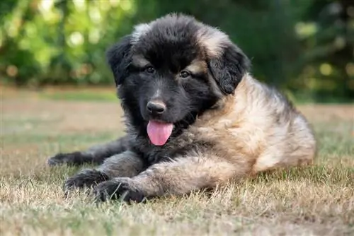 Estrela Mountain Dog puppy