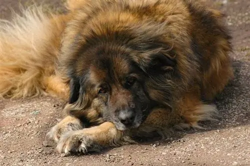 Estrela Mountain Dog