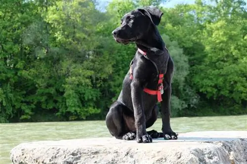 Veimsa gans (Weimaraner & vācu aitu suns) Informācija, attēli, fakti