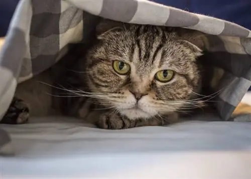 chat écossais se cachant dans la peur sous la couverture à carreaux