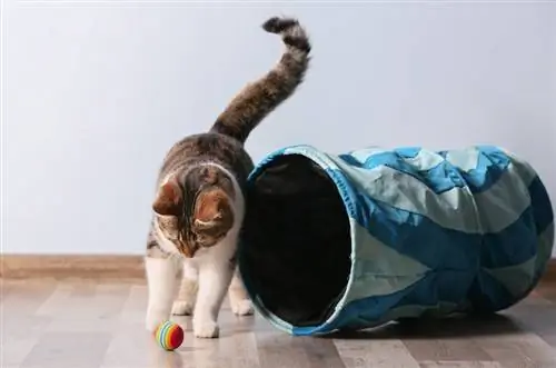 chat jouant avec une balle et un tunnel à la maison