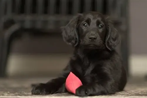 Chiot Retriever à Poil Plat