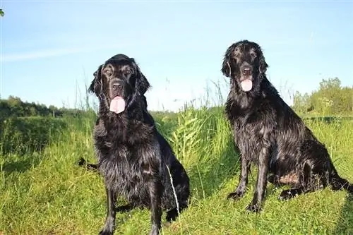 Deux flat coated retriever assis