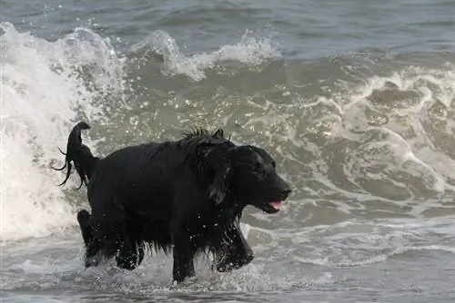 Çimərlikdə düz örtüklü retriever