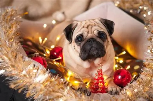 pug hond liggend met kerstversiering op bed