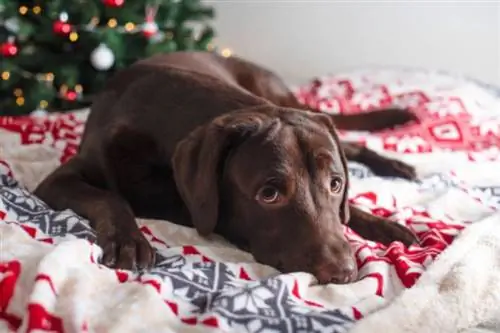 10 beste hondenbedden voor kerst - beoordelingen uit 2023 & Topkeuzes