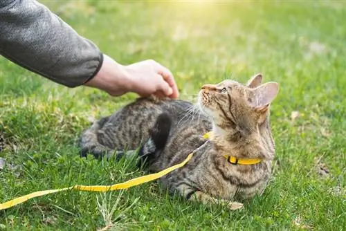 tangan laki-laki mencoba menyentuh kucing tabby