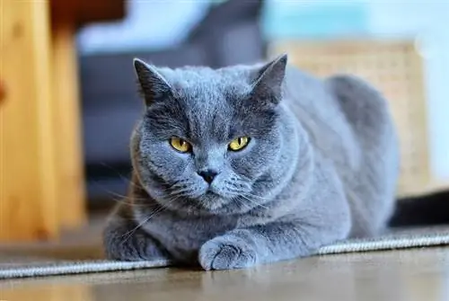 gato chartreux acostado en la alfombra