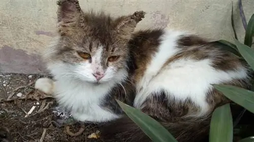 האם כדאי לקטוף גלדים מחתולים? (תשובה הוטרינר)