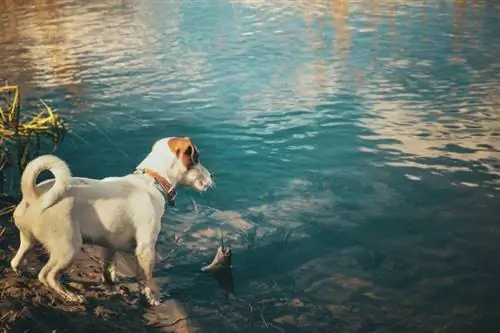 Jack Russell-puppy op een visreis