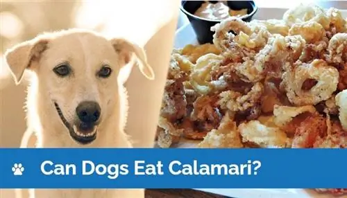 Câinii pot mânca Calamari? Motive aprobate de veterinar & Fapte