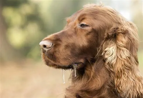 15 Ras Anjing yang Tidak Banyak Ngiler (Dengan Gambar)