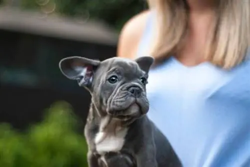 mwanamke ameshika puppy ya blue boston terrier