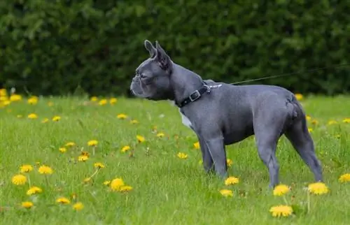 blå boston terrier hund på engen