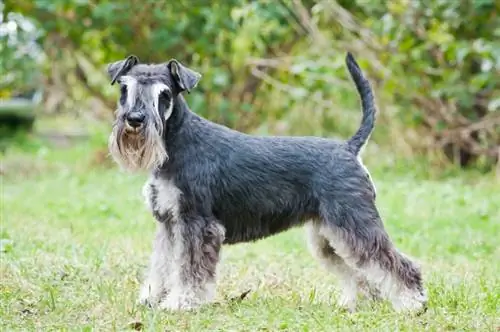 miniatűr schnauzer a fűben