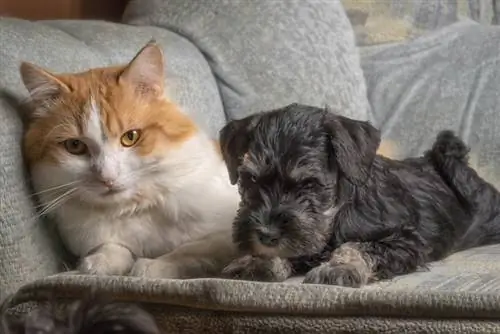 Gato naranja de pelo corto sentado con cachorro Schnauzer miniatura