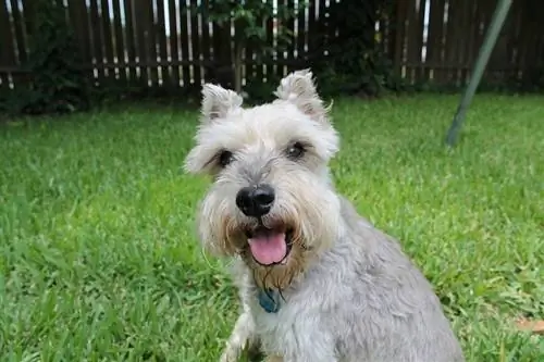 ትንሹ Schnauzer