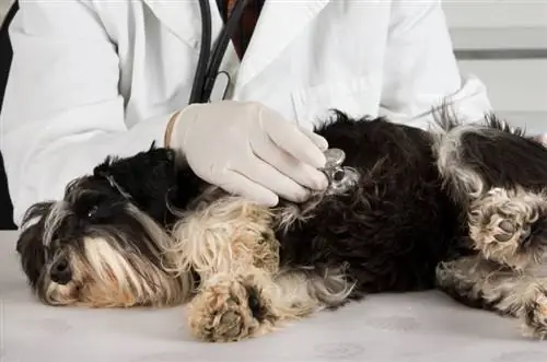 veterineri që ekzaminon qenin miniaturë schnauzer me stetoskop