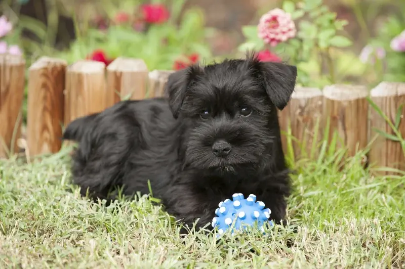 schnauzer miniatura negro con un juguete de perro de pelota en la hierba