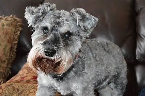 Confetti Schnauzer