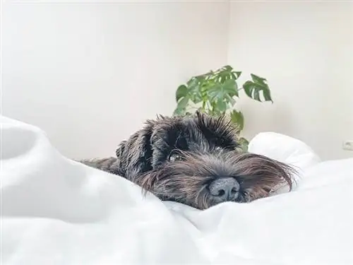 በአልጋ ላይ ጥቁር ድንክዬ schnauzer