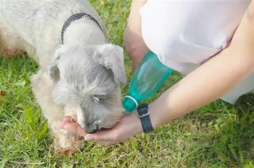 anjing schnauzer miniatur meminum air dari tangan pemiliknya