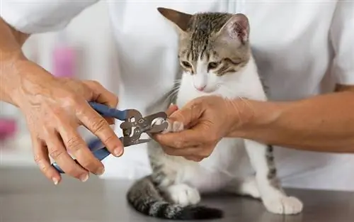 Katt i en frisør på en veterinærklinikk som klipper negler