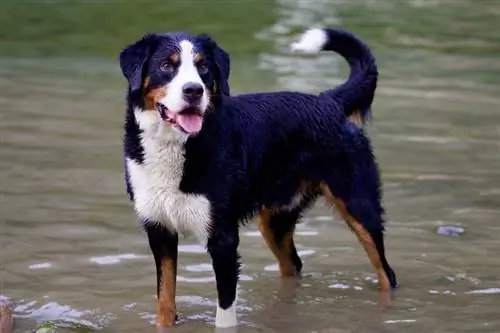 Berner Sennenhond staande op het water