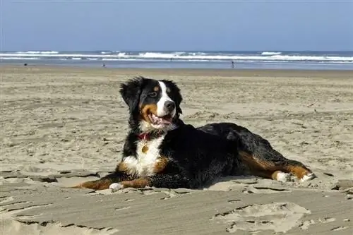 Berner Sennenhund liggende på sand