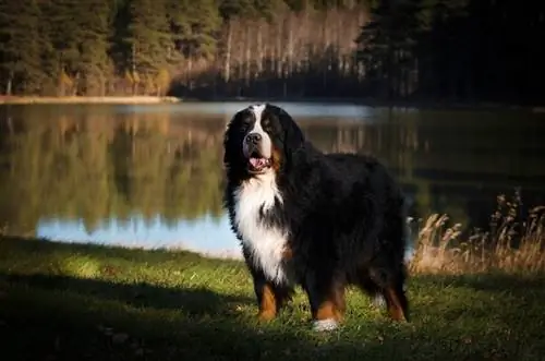 Bernese Mountain Dog em pé à beira do lago