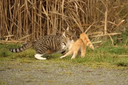 Savannah katt leker med en kattunge