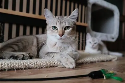 close-up van een gestreepte kat die op tafel ligt