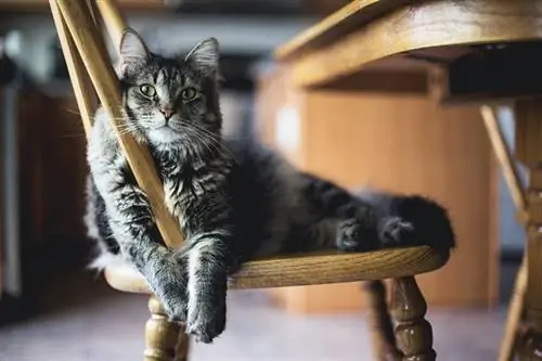 seekor kucing berambut panjang berjalur sedang berehat di atas kerusi kayu