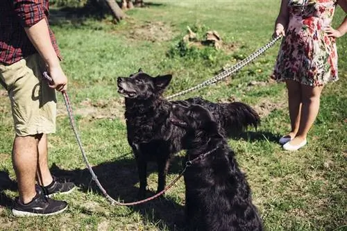 üremeye hazır siyah köpekler