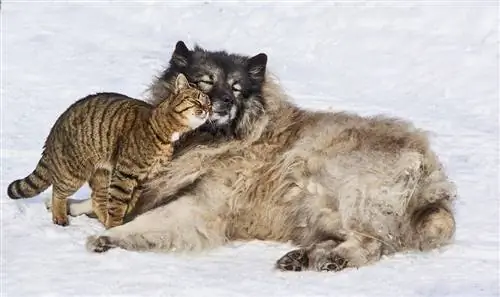 куче и котка в снега